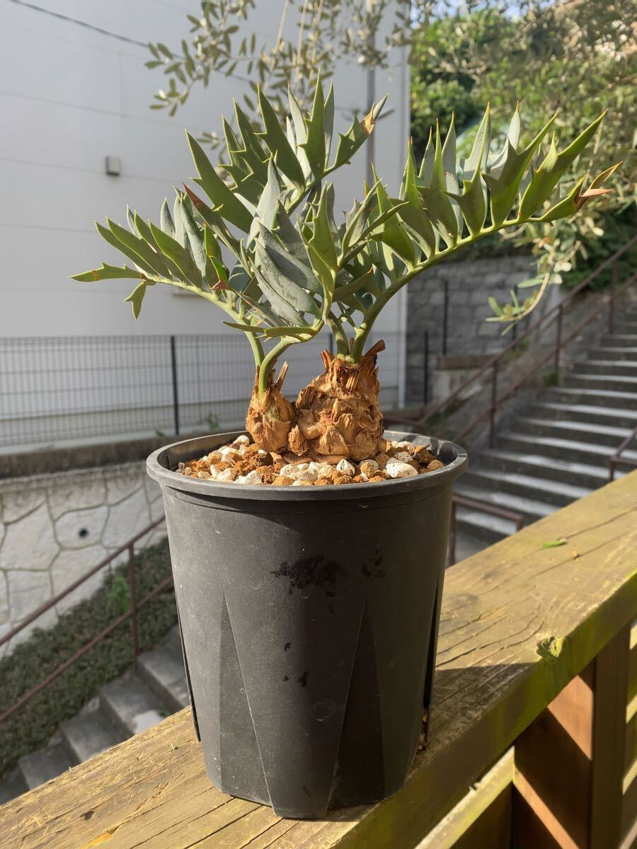 南ア産・発根済】エンセファラルトス・ホリダス 約5cm +子株2｜No4-14