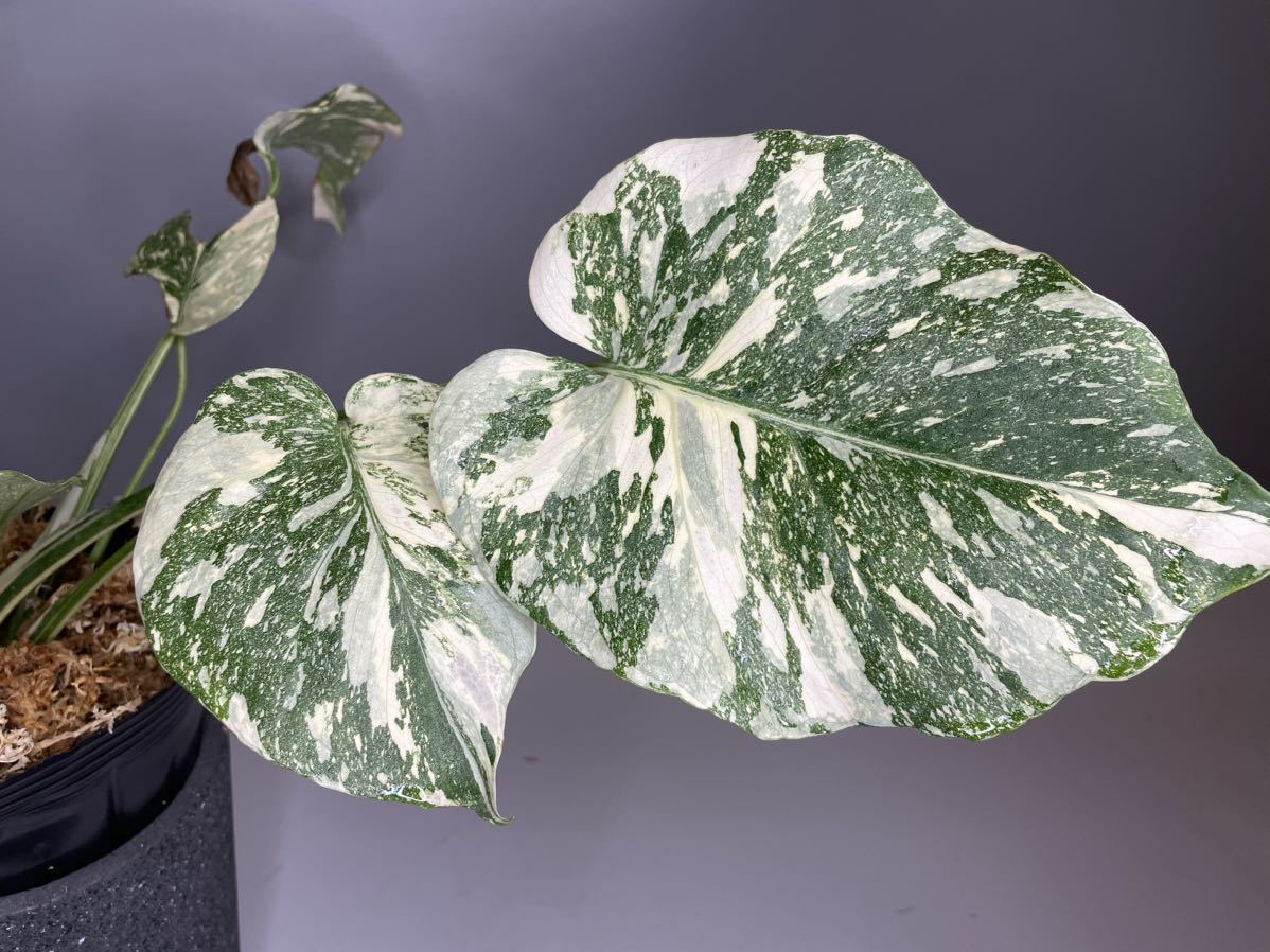 特大極上苗】モンステラ 斑入り タイコンステレーション クリーム