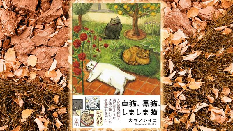 子守り猫｜白猫、黒猫、しましま猫｜カマノレイコ - 幻冬舎plus