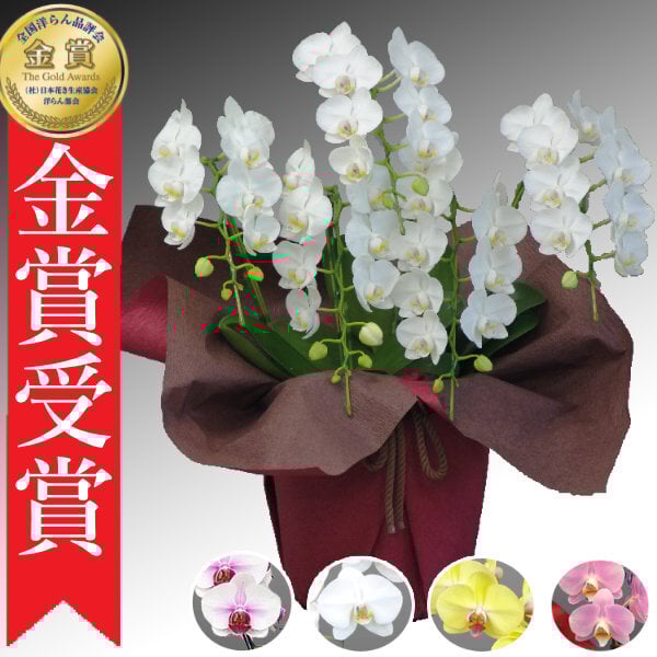 ミディ胡蝶蘭 5本立（白/ピンク/赤リップ/黄色） - 【あすに届けるお