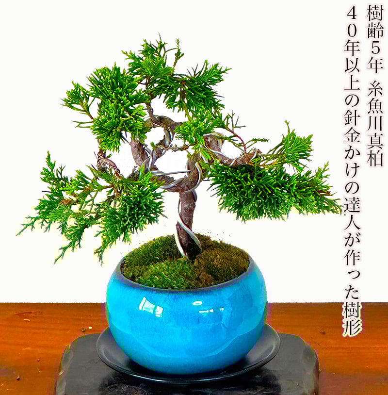 真柏 盆栽 松 糸魚川真柏 育て方ガイド付 送料無料 無料ラッピング