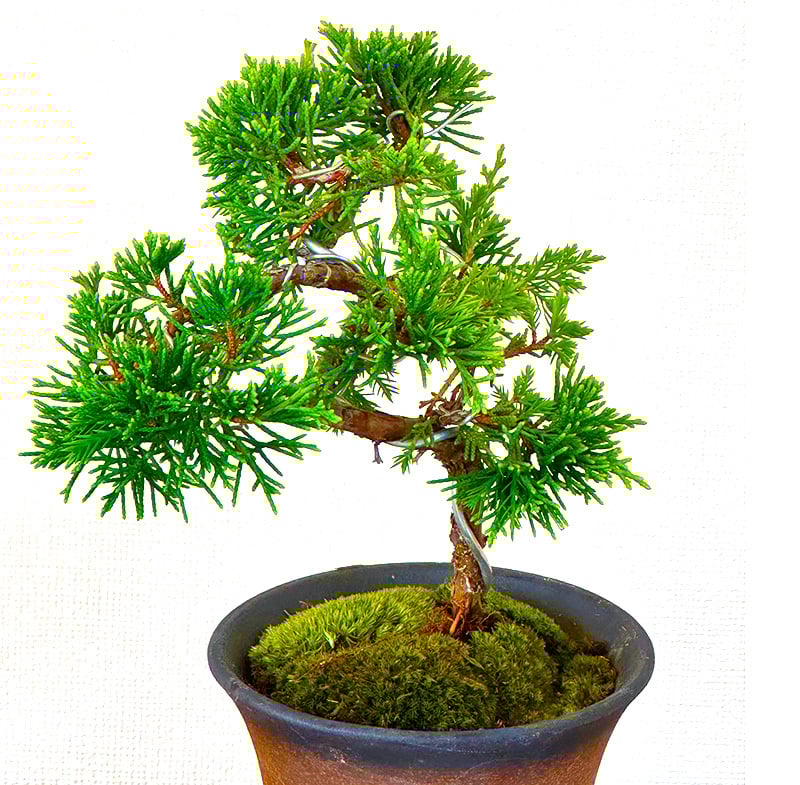 真柏 ミニ盆栽 糸魚川真柏 育て方ガイド付 送料無料 無料ラッピング