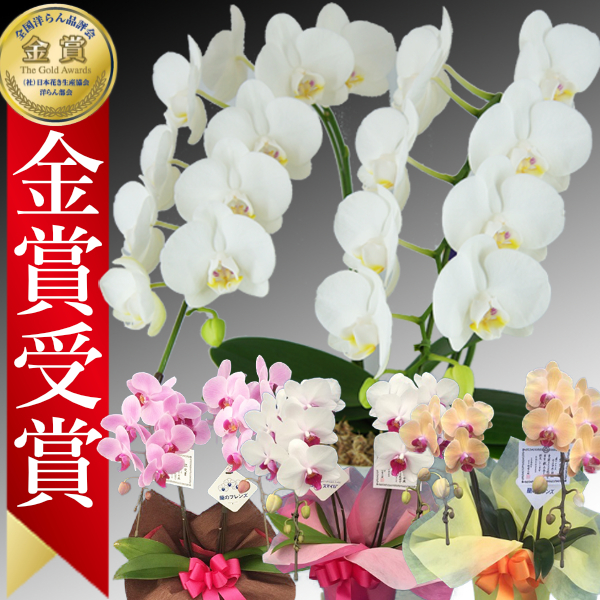 ミディ胡蝶蘭 2本立（白/ピンク/赤リップ/黄色） - 【あすに届けるお