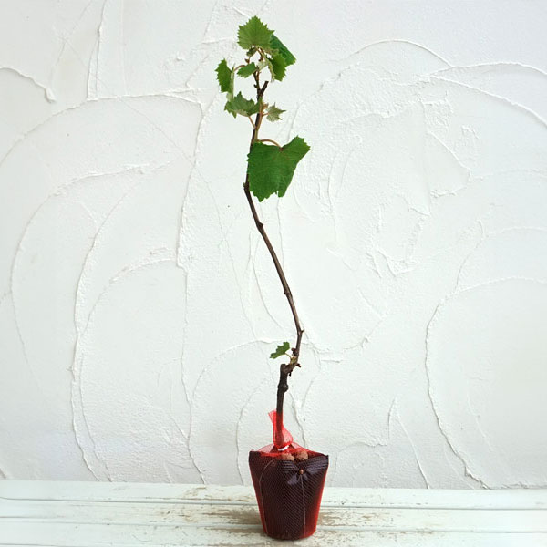 園芸ネット本店｜ヤマブドウ（山葡萄・山ぶどう）オス木（オス）接木苗