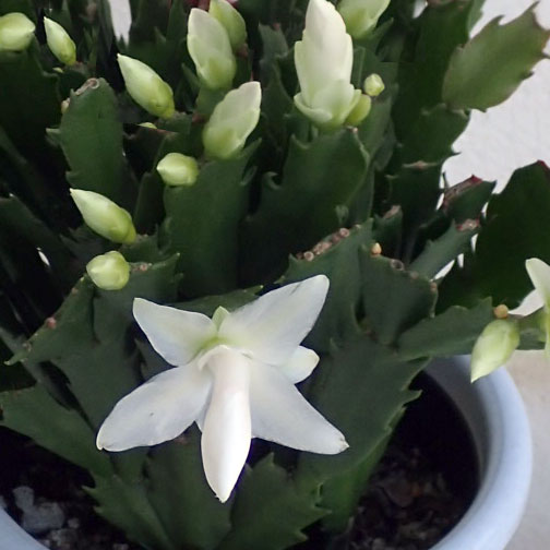 園芸ネット本店｜デンマークカクタス：白系5号鉢植え の通販【公式】