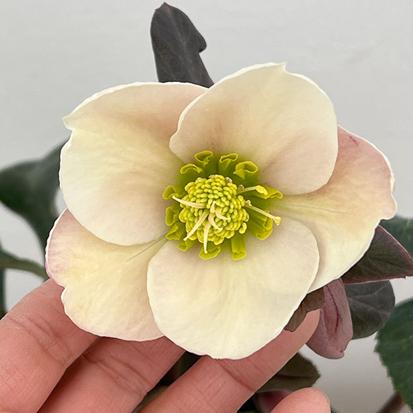 園芸ネット本店｜クリスマスローズ（原種交配）：*HGCフロスティー4.5