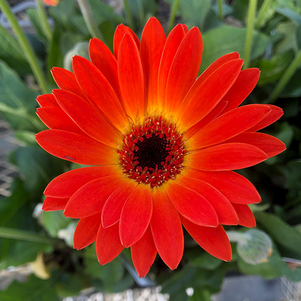 園芸ネット本店｜ガーデンガーベラ（ガルビネア）：スイート サン