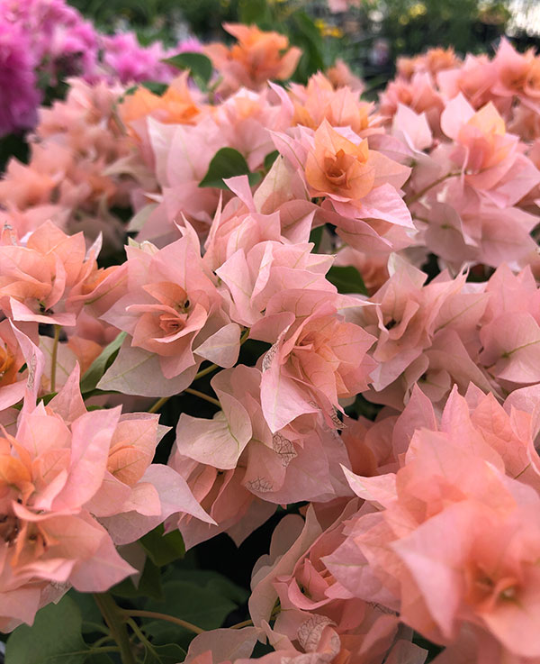 園芸ネット本店｜ブーゲンビリア八重咲き：オレンジ系3号ポット の通販