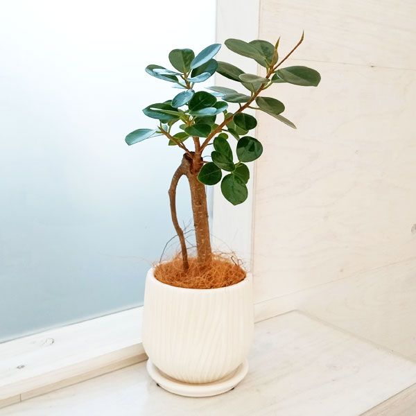 園芸ネット本店｜[ギフトに]パンダガジュマル3.5号 白色陶器鉢入り