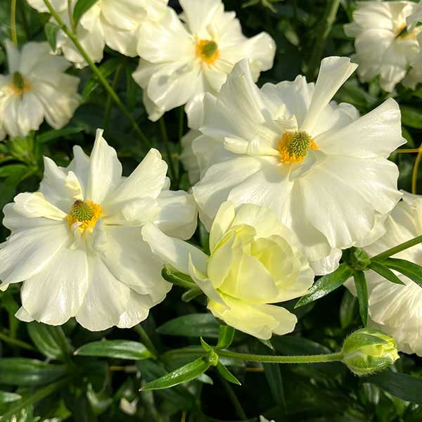 園芸ネット本店｜ラナンキュラス：ラックス グレーシス3.5-4号ポット