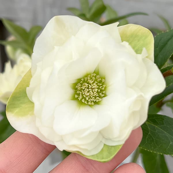 園芸ネット本店｜松村ナーセリーさんのクリスマスローズ：25-56ダブル