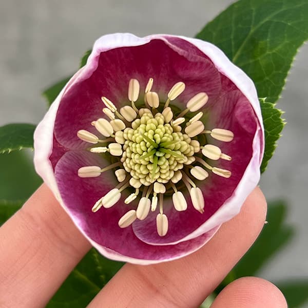 園芸ネット本店｜大和園さんのクリスマスローズ：25-15パステリッシュ