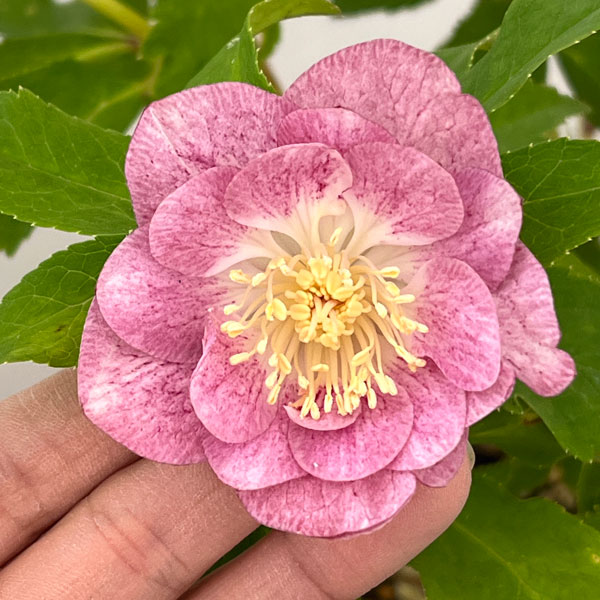 園芸ネット本店｜加藤農園さんのクリスマスローズ：26-23ダブル／4.5号