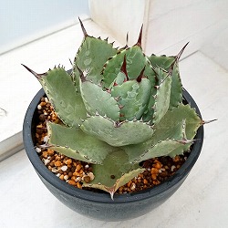 園芸ネット本店｜アガベ：チタノタ4号鉢植え（23-20） の通販【公式】