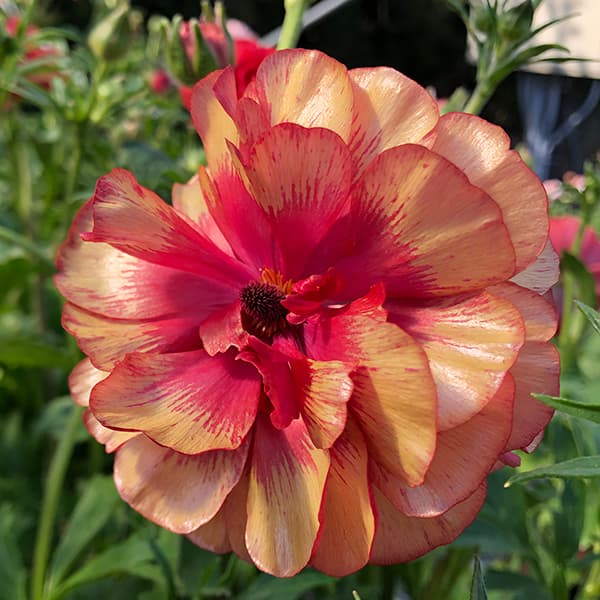 園芸ネット本店｜ラナンキュラス：ラックス ムーサ 5号鉢（開花終了株