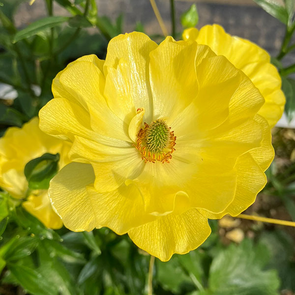 園芸ネット本店｜ラナンキュラス：ラックス3種セット／ピュタロス2