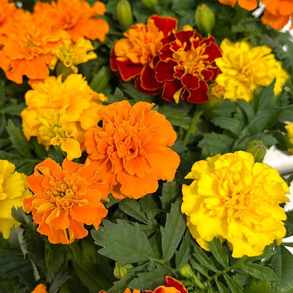 園芸ネット本店｜フレンチマリーゴールド：ホットパック混合[タキイ 花