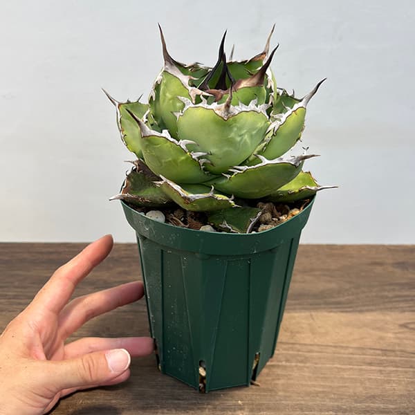 園芸ネット本店｜アガベ：チタノタ 4号鉢植え（23-17） の通販【公式】