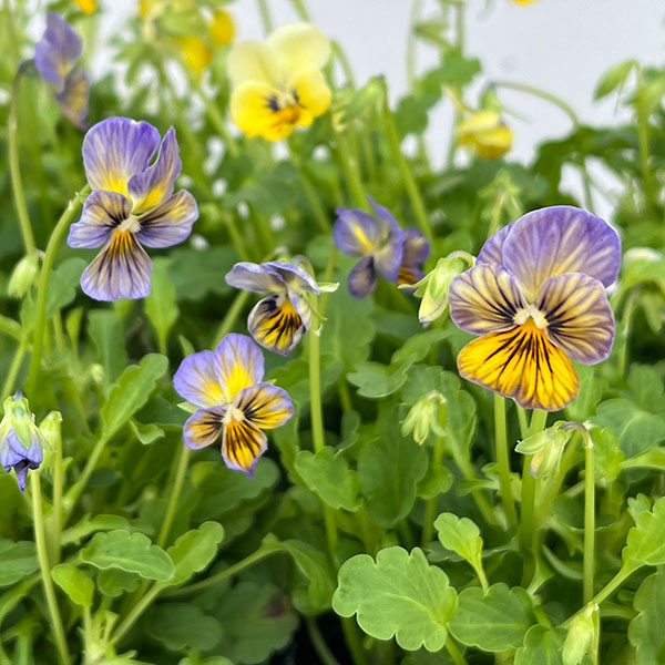 園芸ネット本店｜見元園芸さんのビオラ：しゅわしゅわレモン3-3.5号