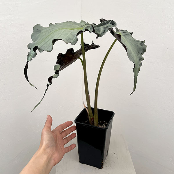 園芸ネット本店｜アロカシア：ヴェノム 4号鉢植え26-06 の通販【公式】