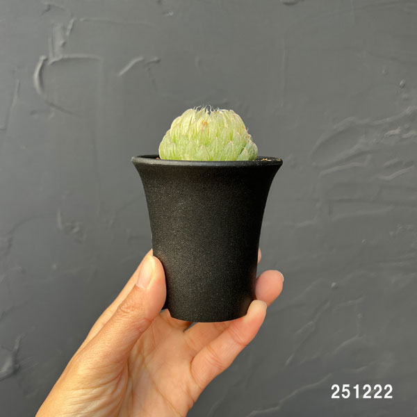 園芸ネット本店｜ハオルチア：翠雲錦2.5号鉢植え の通販【公式】