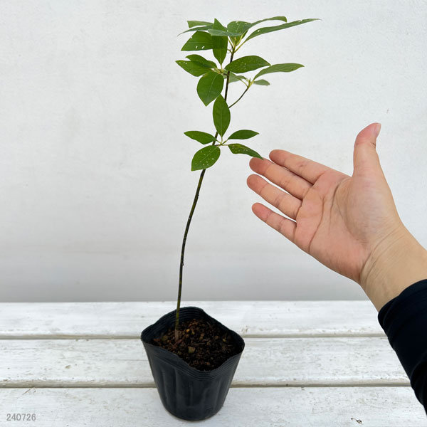 園芸ネット本店｜クロモジ（黒文字） 3.5号ポット の通販【公式】