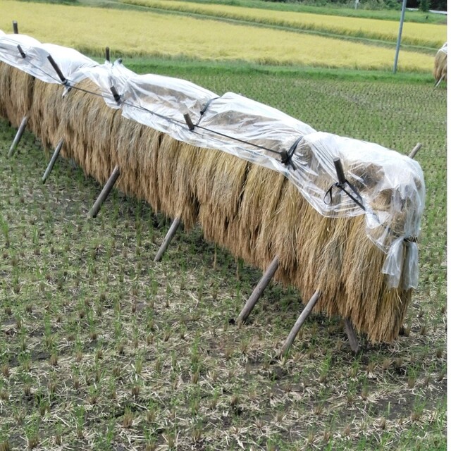 注文 PSA10 アンカレッジ SP Reバース for you 日高里菜