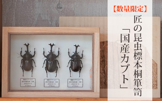 数量限定】匠の昆虫標本桐箪笥「クワガタ3種」 ／ 標本箱 伝統工芸