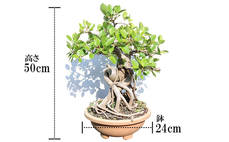 sd2_1a8d98169cf9a27623e3191c6b