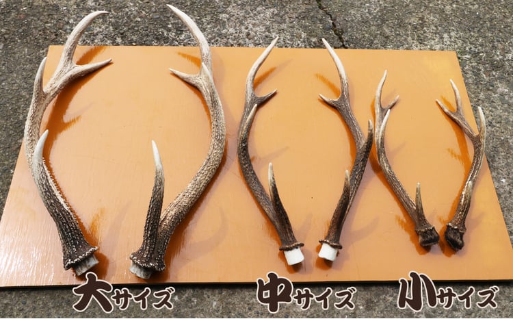 房総ジビエクラフト】工芸・壁飾り用天然素材『日本鹿の角 一対』小