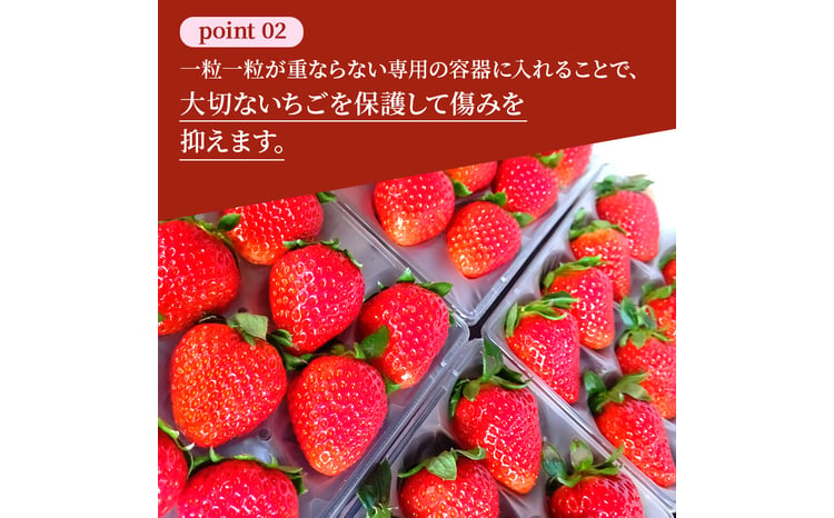 いちご 完熟 古都華 約540g(270g×2パック ) イチゴ 奈良県産 佃農園の