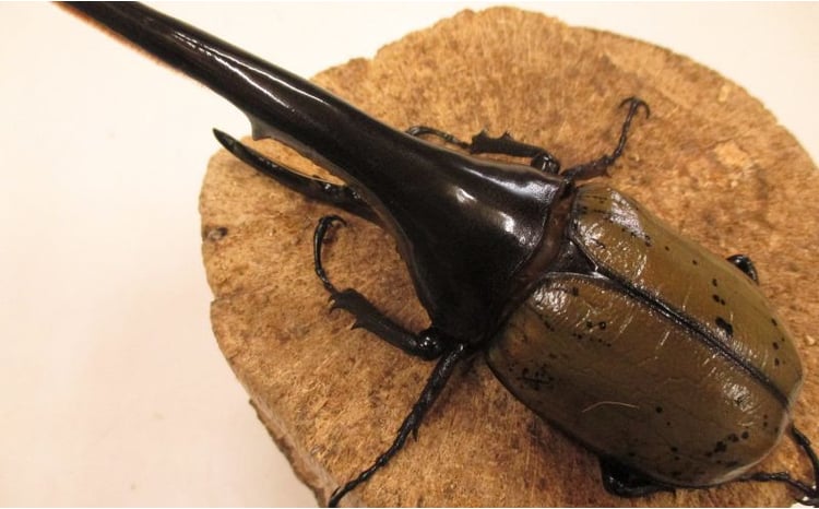 sd1_400d73c9f8dc19255bcbc19478