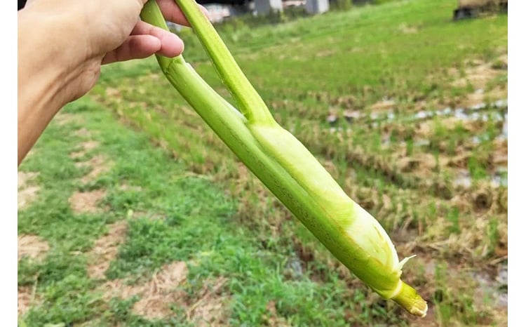 先行予約 期間・数量限定】川辺町産マコモタケ 10本入 まこも マコモ