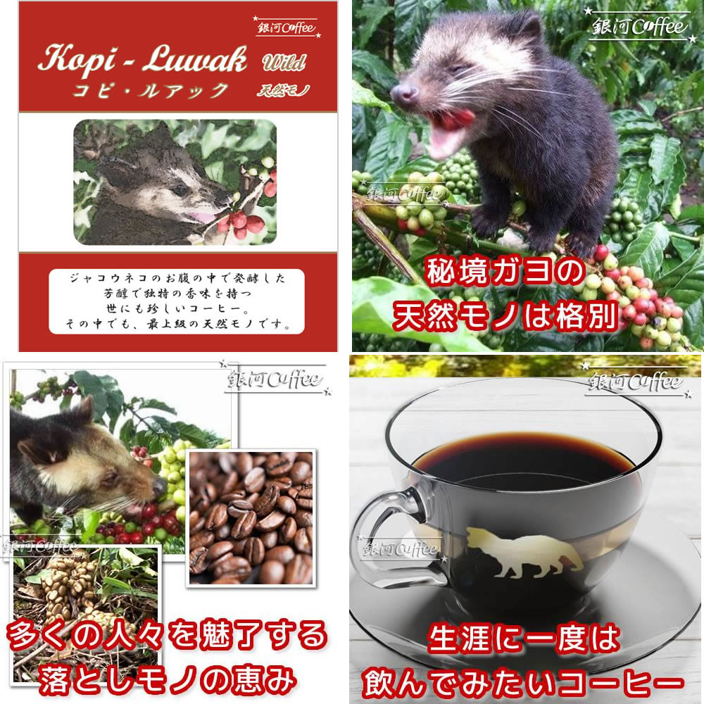 珈琲豆 C液3本 珈琲豆 C液3本 楽天市場】ZX（コーヒー豆｜コーヒー