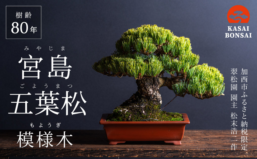 盆栽 翠松園 宮島五葉松 模様木 樹齢80年 - 兵庫県加西市｜ふるさと