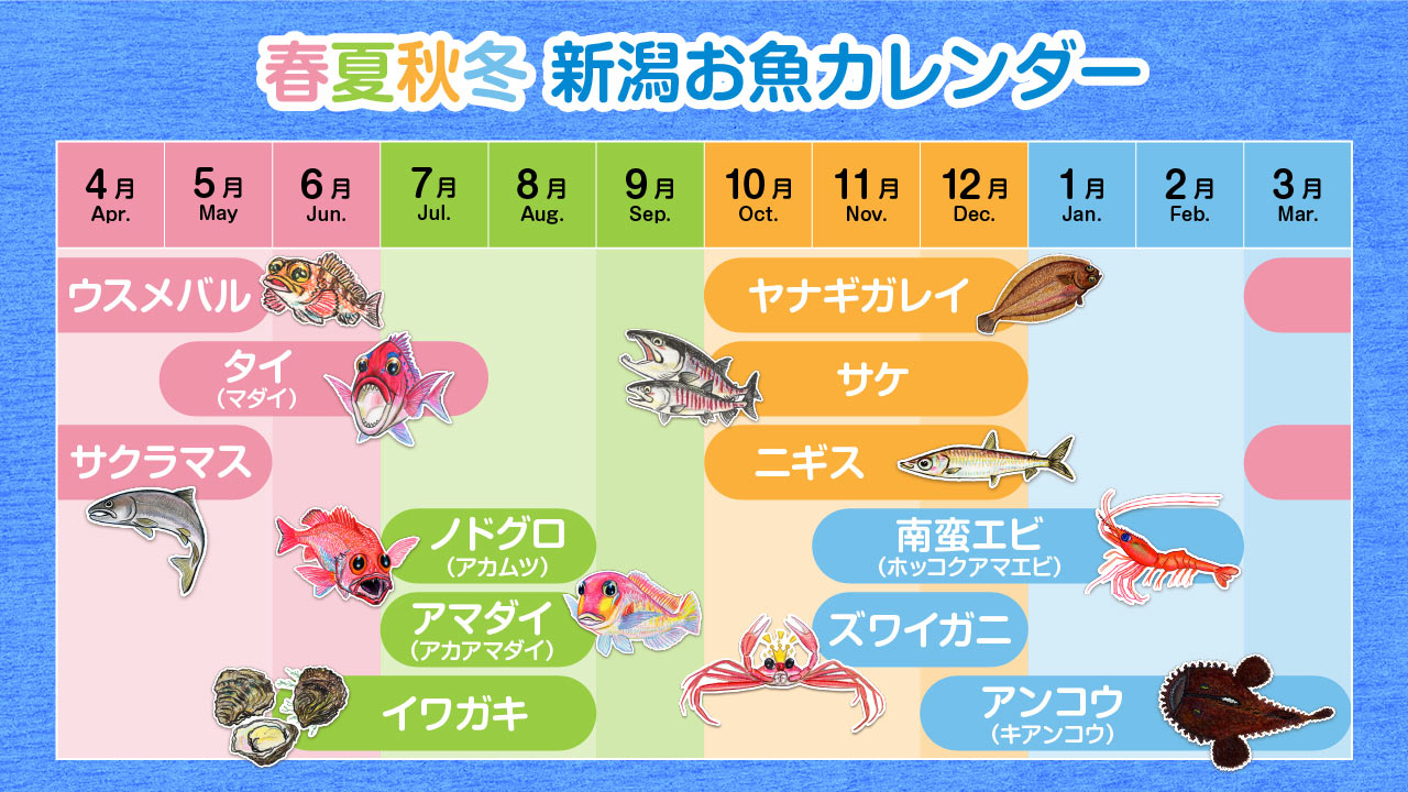 新潟県お魚カレンダー 春夏秋冬、新潟の旬の魚はコレ！ | 今が買い時