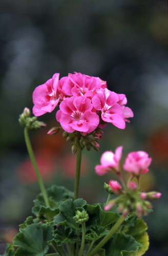 ゼラニウム（ゼラニューム）の種類（原種、品種）｜植物図鑑｜みんなの