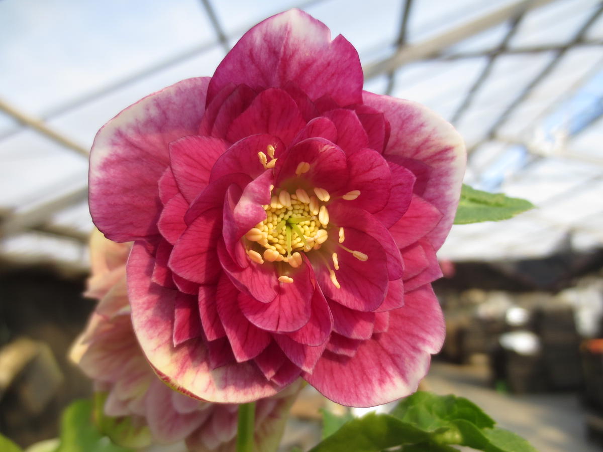 シャガール「2020 加藤農園さんのクリスマスローズ」のアルバム