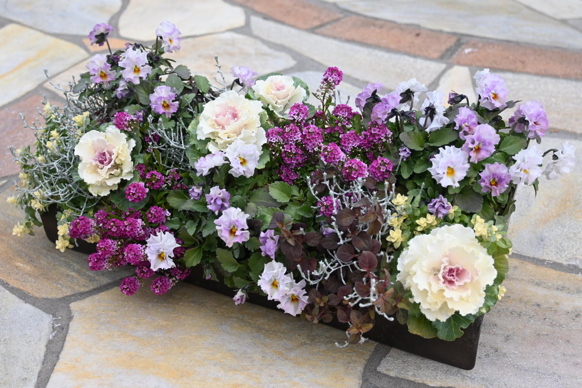 寄せ植え〜傾斜コンテナ50日後〜｜園芸日記byえひめみかん｜みんなの