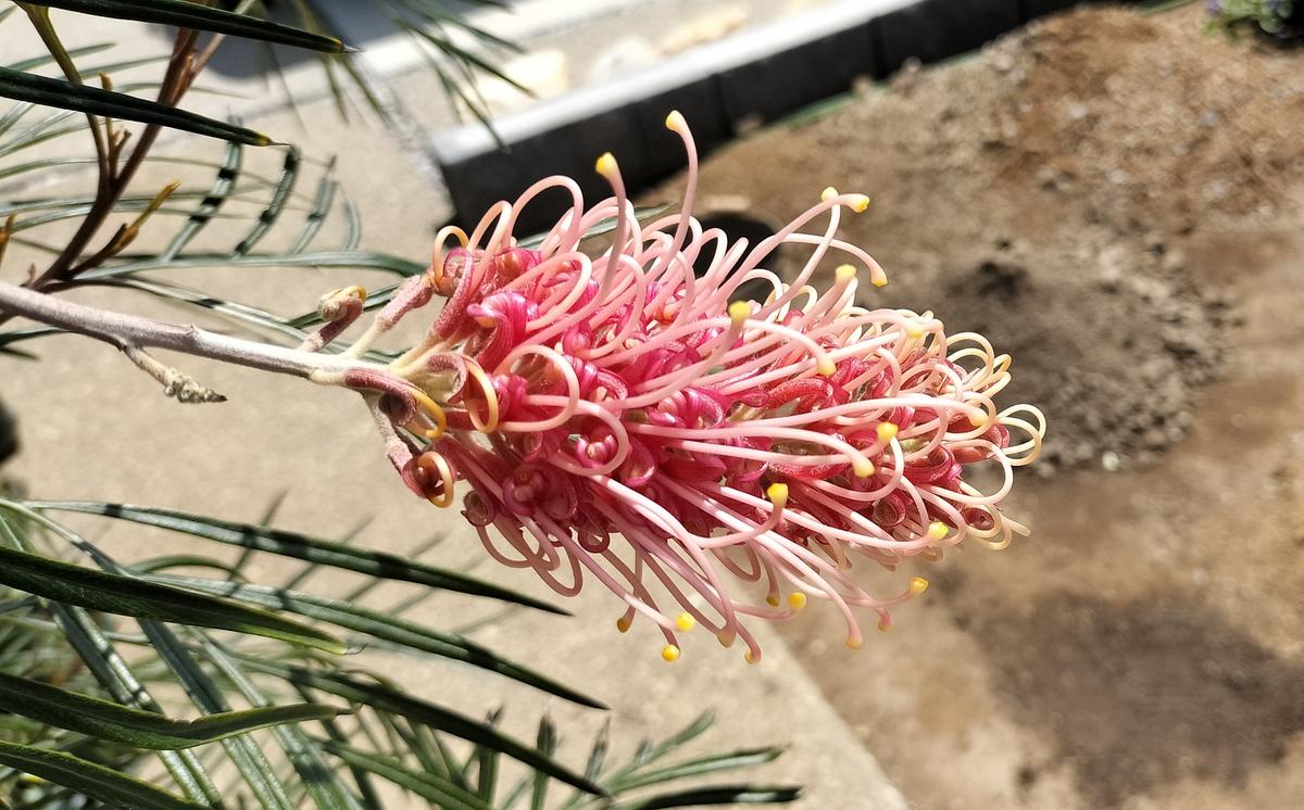 グレビレア ピンクサプライズ｜園芸日記by桃花鳥｜みんなの趣味の園芸