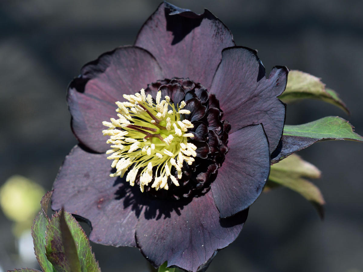 クリスマスローズ 黒影〔写真1枚目〕-saitaさんの日記｜みんなの趣味の