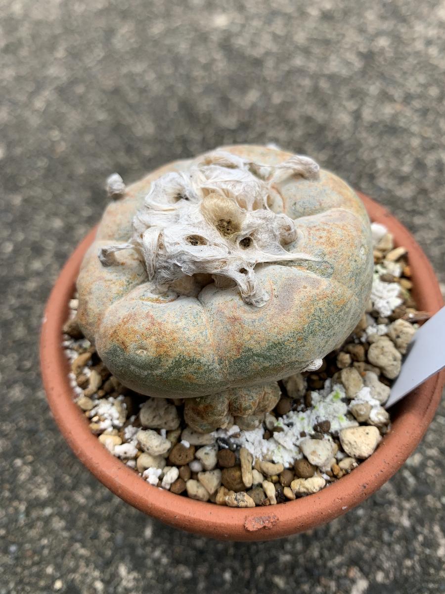 皆さま、教えてください。ロホホラ属☆銀冠玉錦というサボテン