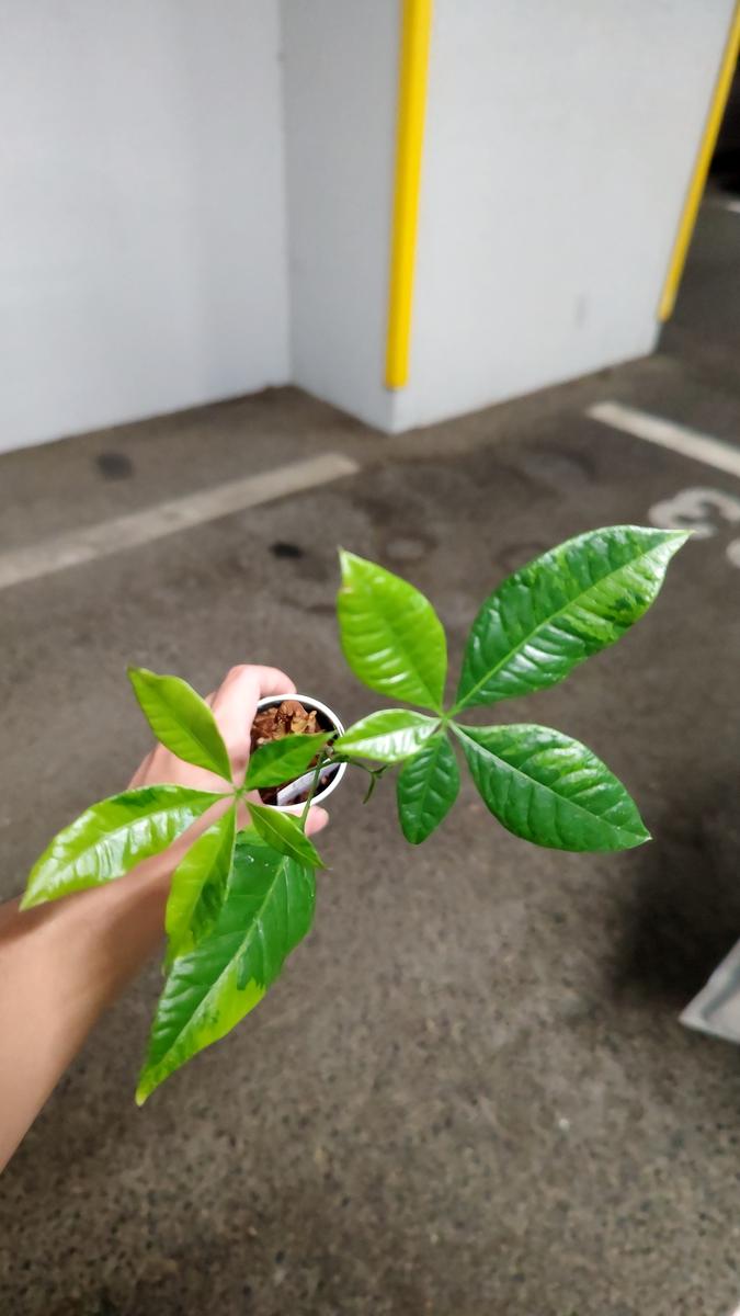 今日、ダイソーで実生の斑入りパキラ（ムーンライト系）を見つ