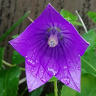 桔梗色が濃くて綺麗です。種を頂いて「自宅で」のアルバム-みんなの