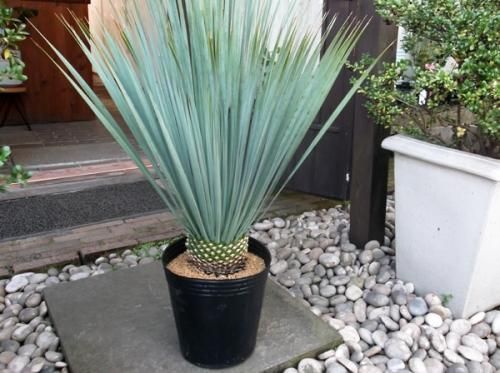 ユッカ・ロストラータ 8号 90cm - 植物と暮らす m-plant