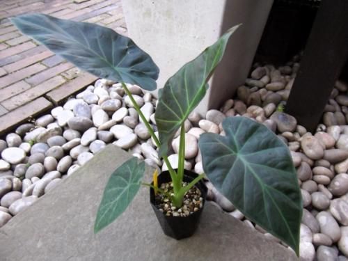アロカシア・リーガルシールズ 3.5号 - 植物と暮らす m-plant
