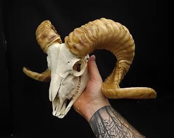 羊 スカルホーン No.6 - 頭骨・骨格標本・剥製販売 【Core-Box】