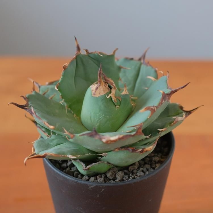 t*4様 【初売りオークション】125 REZA産 イラン株 アガベ アングリー