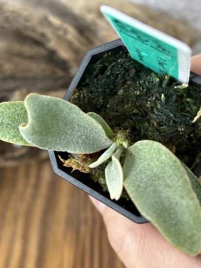 現品】ビカクシダ・ドワーフFSQ 子株 Platycerium Dwarf FSQ (From