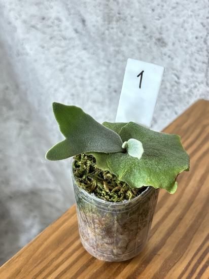 現品】ビカクシダ・ウィリンキー・O. M. G. 胞子培養 P. willinckii